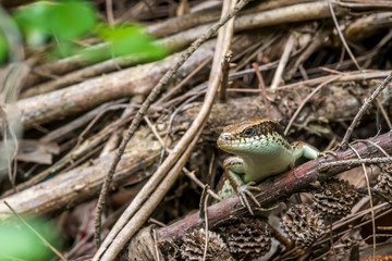 Long-tailed Skink (Formal Name: Eutropis longicaudata)