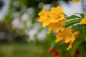 yellow flowers in the garden