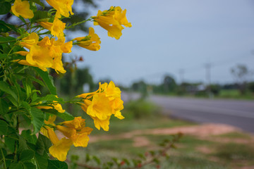 autumn leaves on green background
