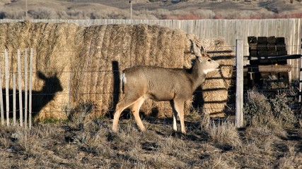 Prong horn antelope seen in Wyoming