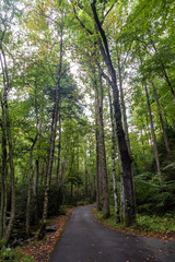 Naklejka premium Great Smoky Mountains National Park