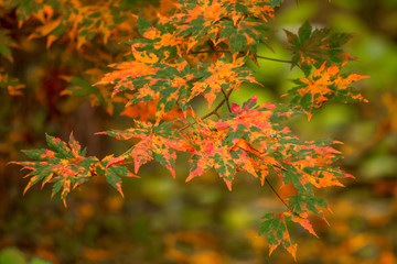  Autumn scenses at Odaesan National Park