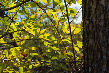 Autumn leaves on tree branches in the rays of the setting sun in a city park on a November evening.