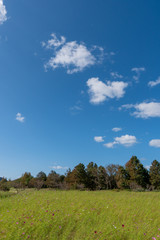 青空とコスモス畑