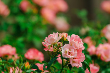 Obraz premium Light Pink Flowers / Roses