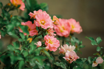 Obraz premium Light Pink Flowers / Roses