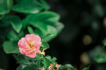 One Single Light Pink Flower / Rose