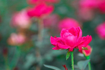 Obraz premium Hot Pink Flower / Rose