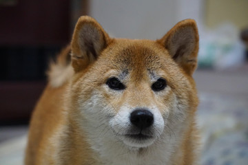 柴犬