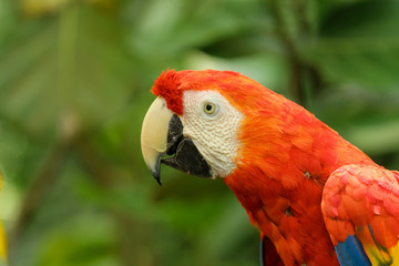 Red Macaw Portrait