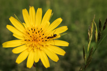 closeup of yellow flower