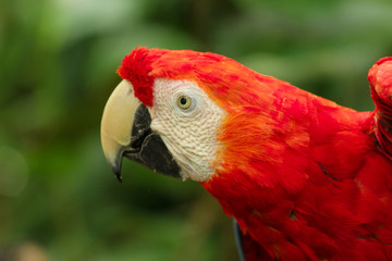 Red Macaw Portrait