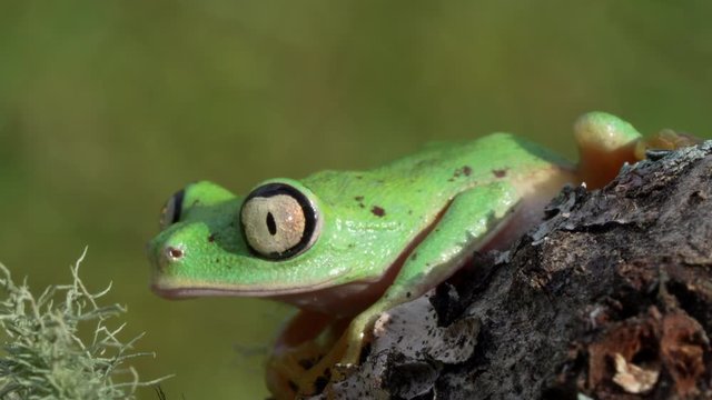 Lemur Frog in in Rainforest blinking eyes 4K