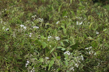 white flowers in the garden