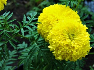 yellow flower with water drops of morning dew