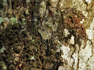 Close up wood texture