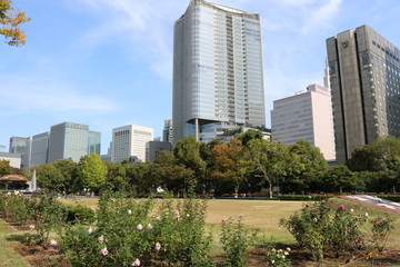 Fototapeta premium 日比谷公園 お花とビル