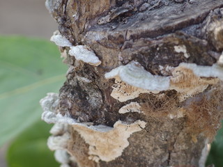 Fungus, grow on dead wood