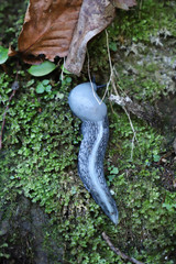Slug in the forests of Georgia.
