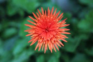 gerbera flower in the garden