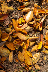 Fall foliage leaves 1