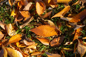 Fall Leaves on green grass 2