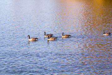 Four Canadian geese in a lake with one trailing