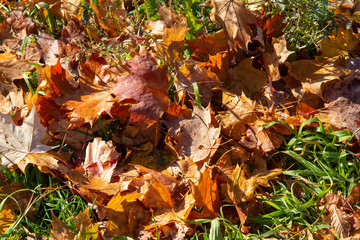 Fall Leaves on green grass