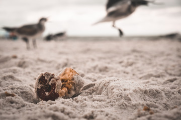trash at beach with birds background 