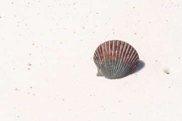 Seashell on white ocean beach sand. Tropical beach scene reflecting travel and relaxation.