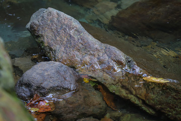 Georgia. Mountains and rivers of wildlife. The beauty and wealth of Georgia is forests and rivers.