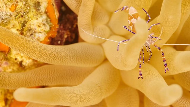 Close up of Spotted Cleaner Shrimp in coral reef of the Caribbean Sea around Curacao