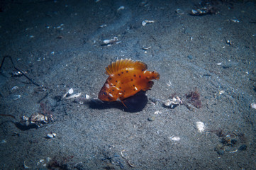 Just an inch or so at birth, the giant sea bass can weigh as much as 500 lbs when fully grown