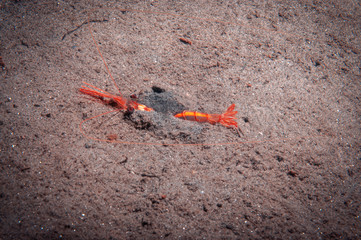 A orange shrimp burrowing in the sand to avoid predators