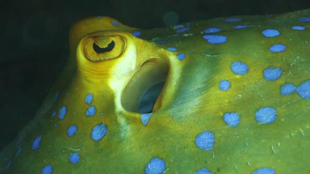 Extreme close up of the eye and spiracle on a vibrant blue-spotted ribbontail ray hiding on a coral reef.