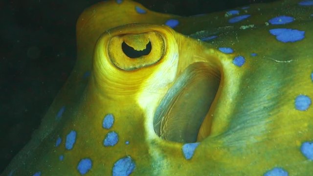 Extreme close up of the eye and moving spiracle on a vibrant blue-spotted ribbontail ray hiding on a coral reef.