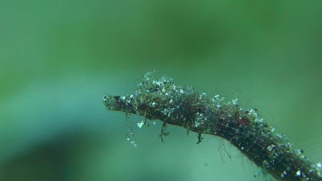 Extreme close up pigmy pipehorse covered in algae breathes and moves its eyes in Indonesia.
