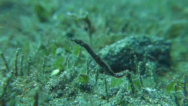 Tiny pigmy pipehorse covered in algae sways and moves with the water on a coral reef in Indonesia.