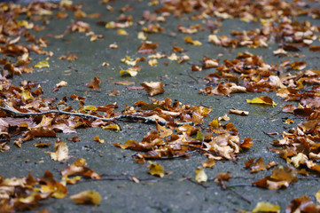 Georgia. Mountains and rivers of wildlife. The beauty and wealth of Georgia is forests and rivers.