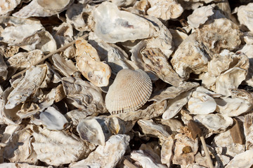 Sea shore covered with oysters and shells thrown out by the storm.