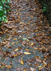 Georgia. Mountains and rivers of wildlife. The beauty and wealth of Georgia is forests and rivers.