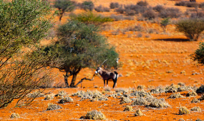 Oryx dans la nature en Namibie, Afrique