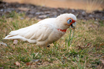 Corella