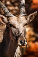 Koudou en Namibie, Afrique