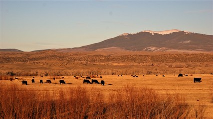 Obraz premium Sunset in Colorado with cattle in the field