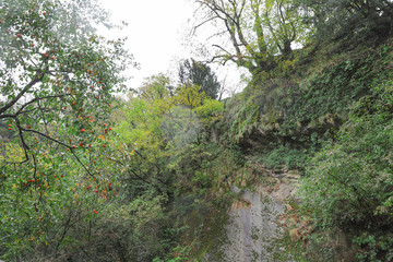 Georgia. Mountains and rivers of wildlife. The beauty and wealth of Georgia is forests and rivers.