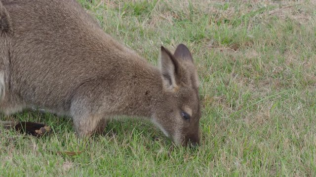 The red-necked wallaby or Bennetts wallaby (Macropus rufogriseus) is a medium-sized macropod marsupial, common in the more temperate and fertile parts of eastern Australia, including Tasmania. 
