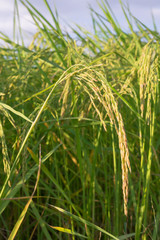 Rice in the field near the harvest time