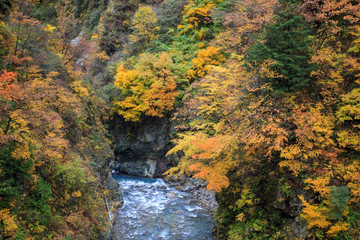 autumn leaves in the forest