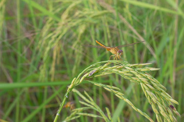 Rice in the field near the harvest time